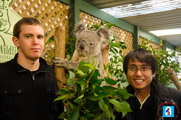 The BudgetWanderers together with a cute koala.